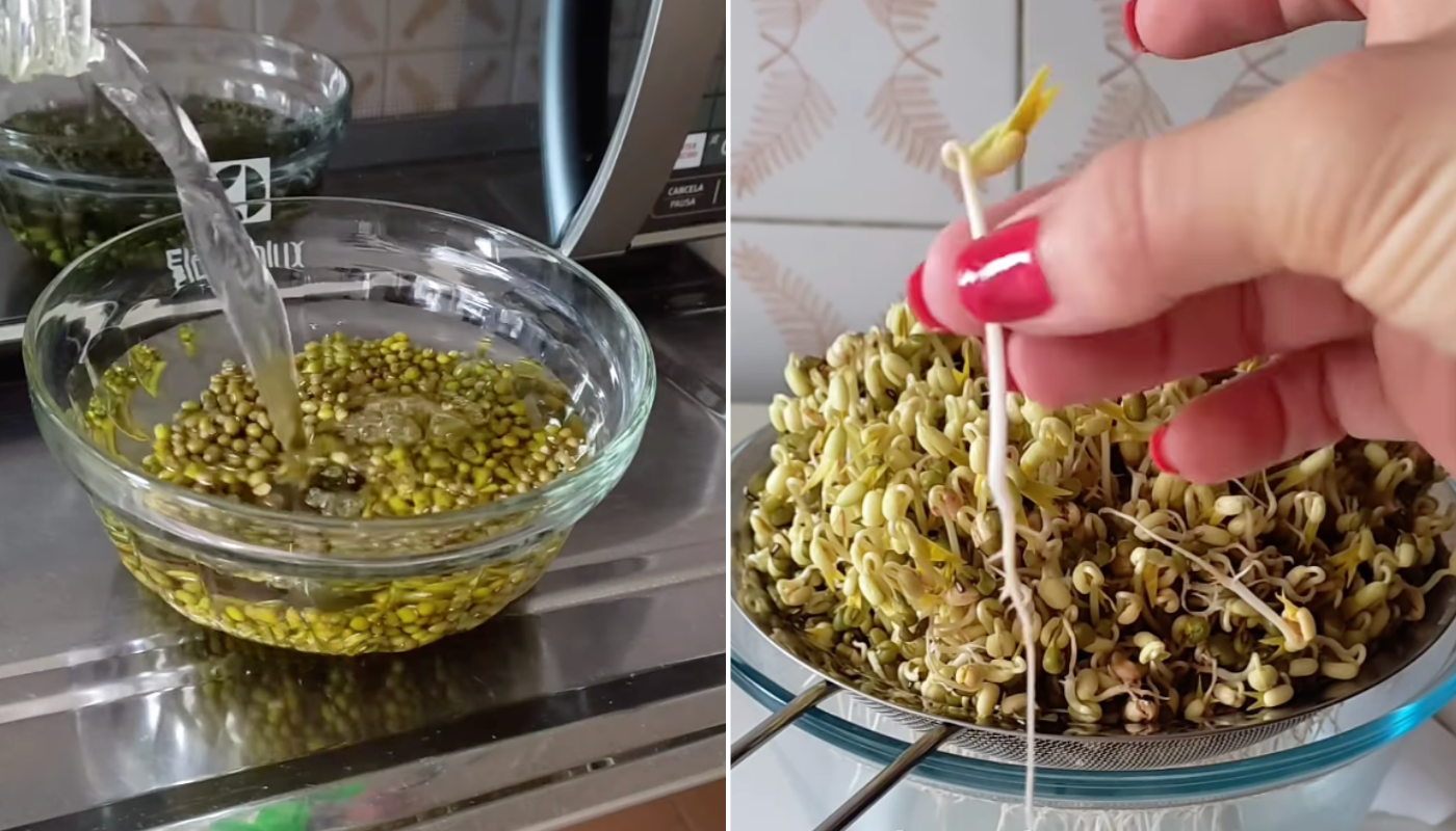 Brotos garantem uma absorção maior de nutrientes: veja como produzir os seus em casa