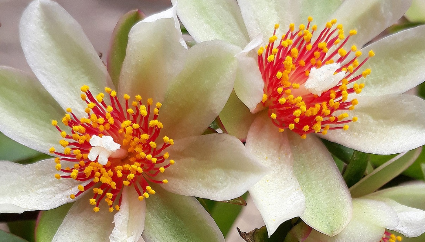 Flor de ora-pro-nóbis (Crédito: necaalcantara/Pixabay)