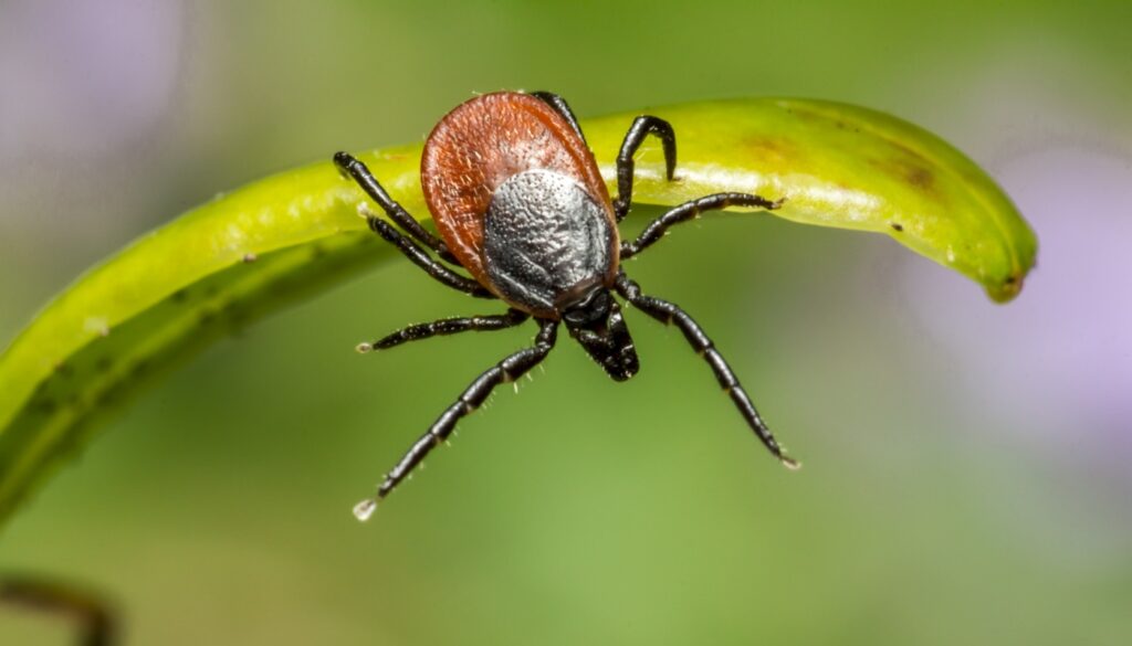 doença de Lyme