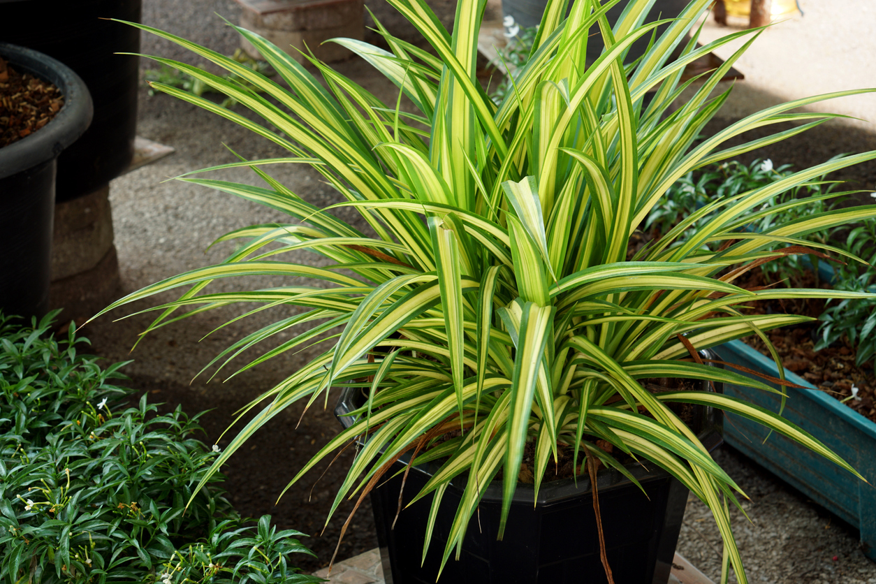 Dracena