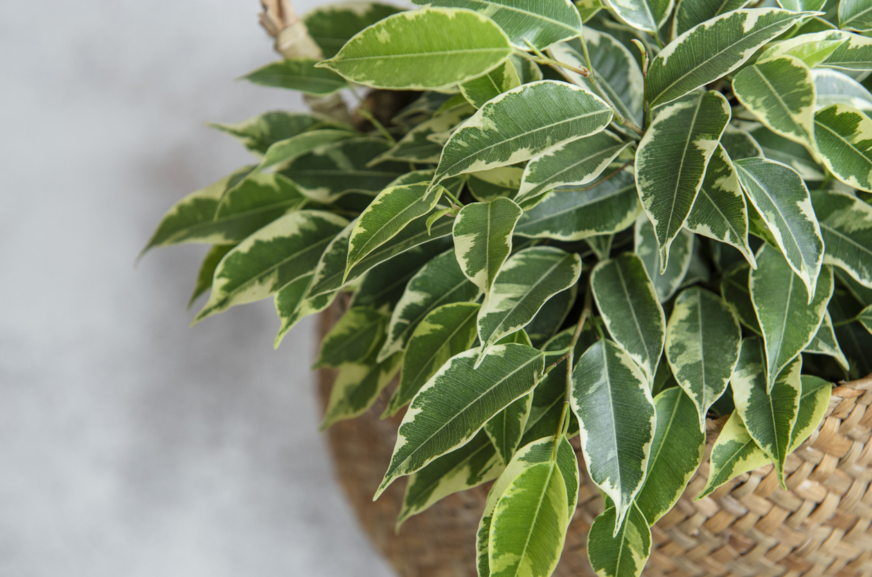 Ficus