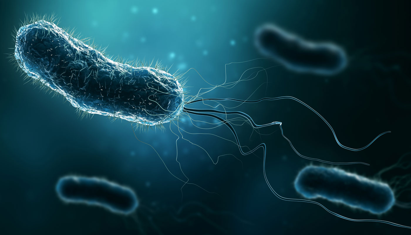 Bactéria E.Coli