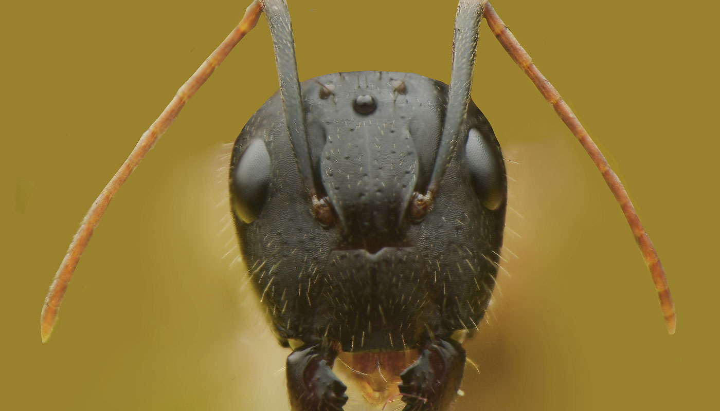Formiga